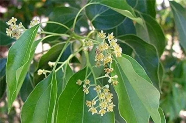 Camphur_Plant_|_Grafted_and_Hybrid_Plants