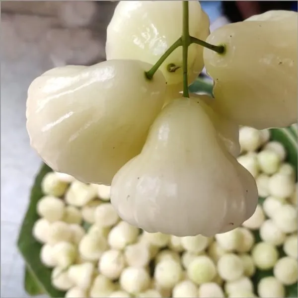 Tahi_White_Water_Apple_|_Grafted_and_Hybrid_Plants