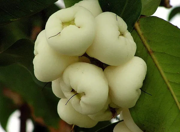 Tahi_White_Water_Apple_|_Grafted_and_Hybrid_Plants
