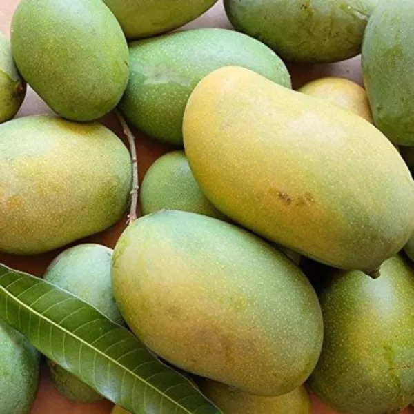Mallika_Mango_Plant_|_Grafted_and_Hybrid_Plants