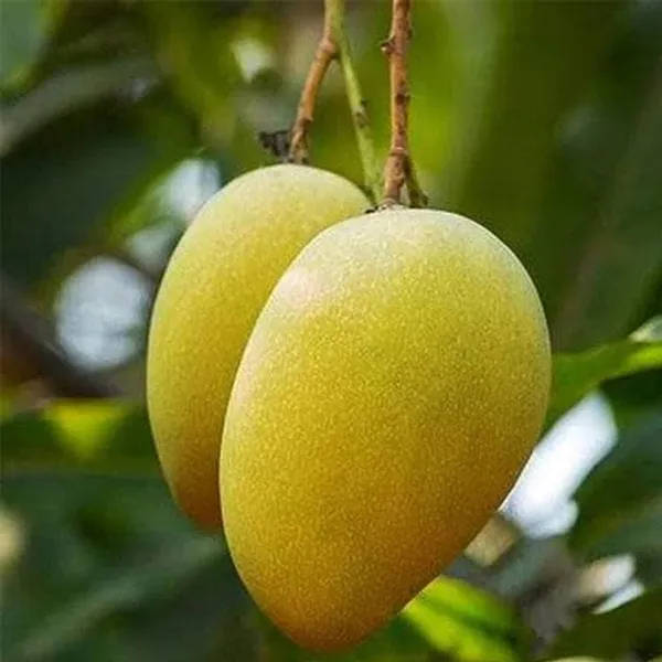 Mallika_Mango_Plant_|_Grafted_and_Hybrid_Plants