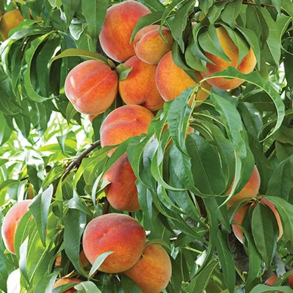 Peach_Dwarf_Plant_|_Grafted_and_Hybrid_Plants