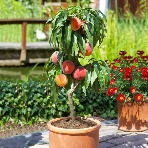 Peach_Dwarf_Plant_|_Grafted_and_Hybrid_Plants