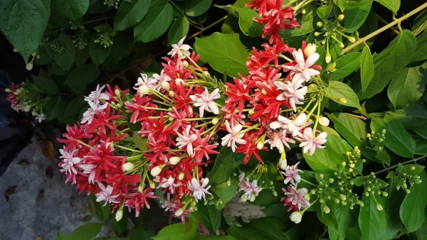 Double_Madhvi_Live_Plant