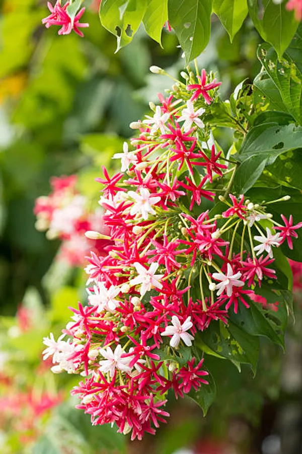 Double_Madhvi_Live_Plant
