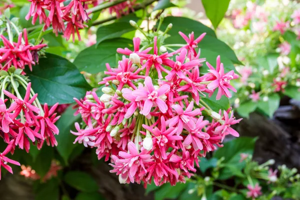 Double_Madhvi_Live_Plant