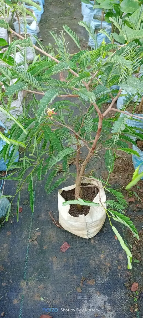 Sweet_Tamarind_Plant_|_Grafted_and_Hybrid_Plant