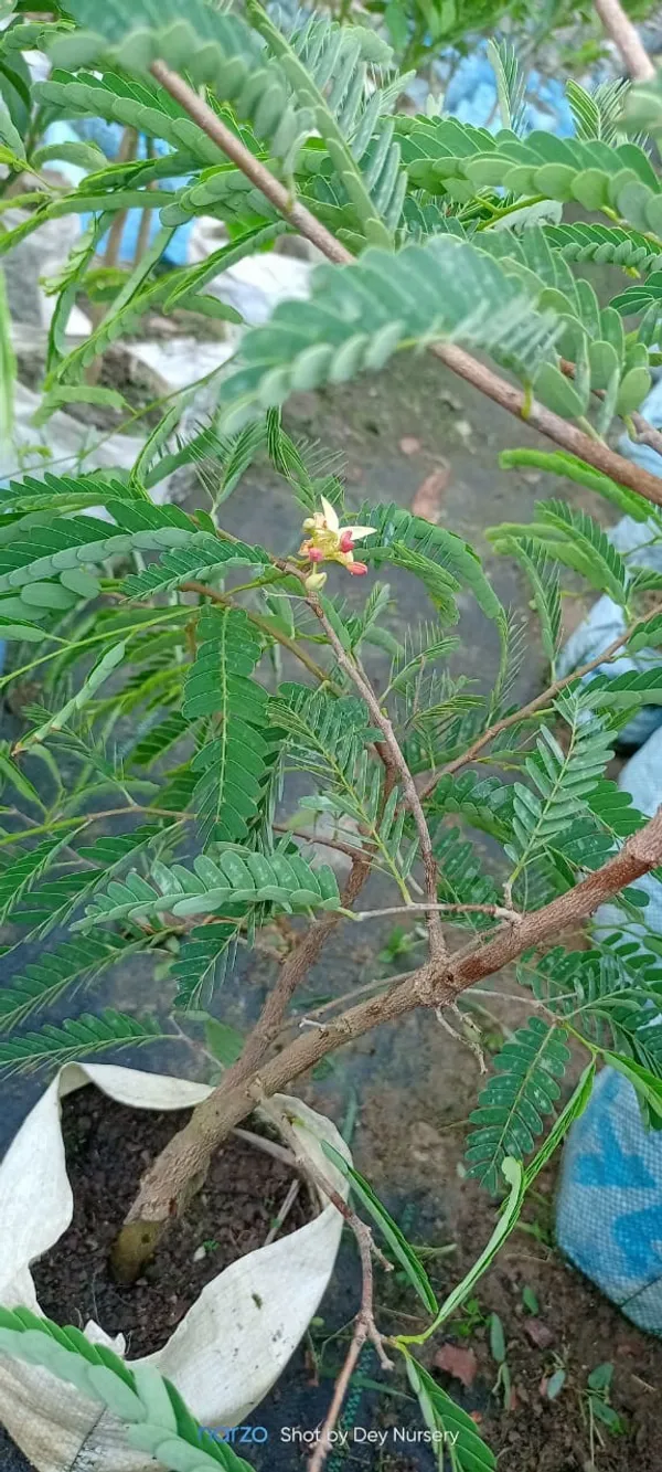 Sweet_Tamarind_Plant_|_Grafted_and_Hybrid_Plant