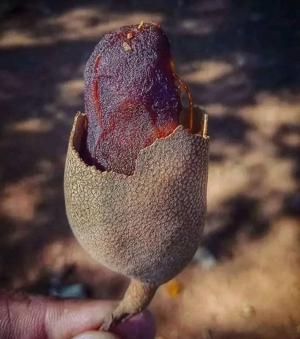 Sweet_Tamarind_Plant_|_Grafted_and_Hybrid_Plant