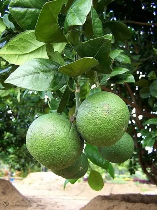 New_Seller_Mosambi