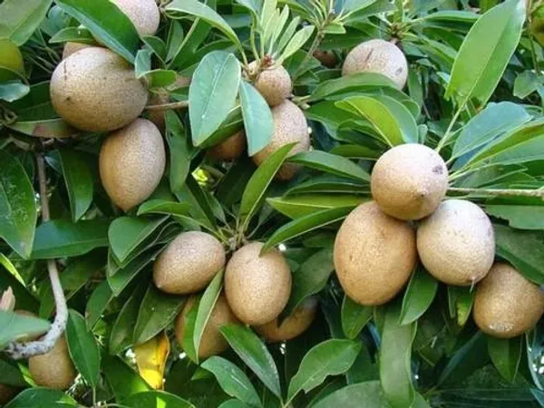Kalapti_Chiku_Plant_|_Grafted_and_Hybrid_Plants