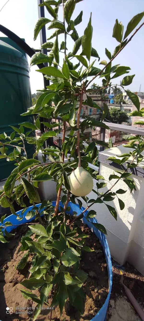 Gumless_Bael_Plant