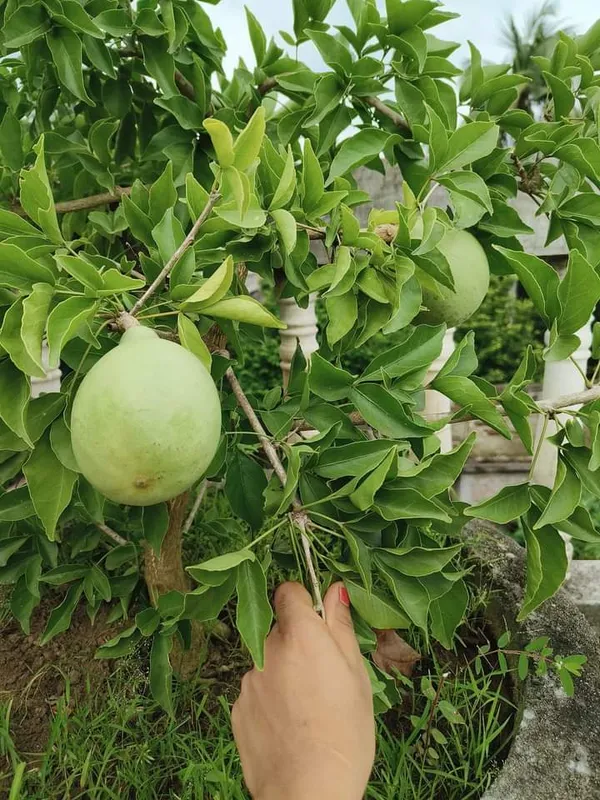 Gumless_Bael_Plant