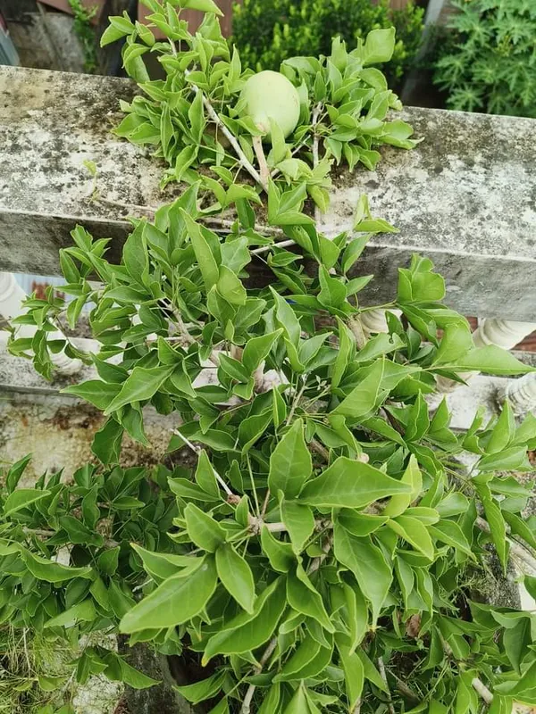 Gumless_Bael_Plant