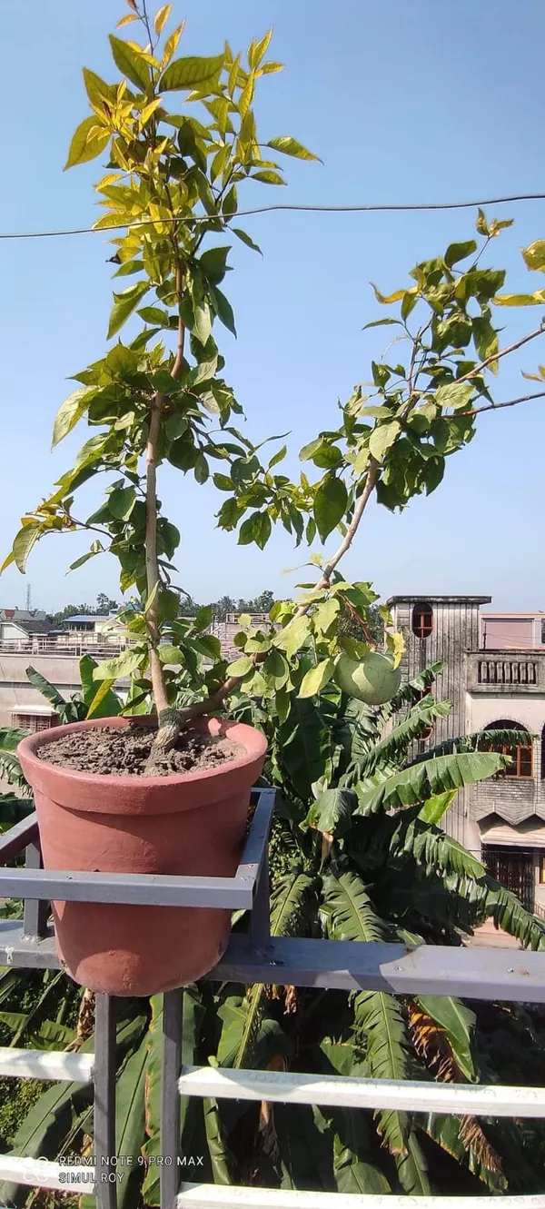 Gumless_Bael_Plant