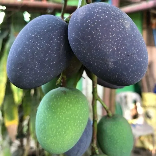 Kasturi_Mango_Plant_|_Grafted_and_Hybrid_Plants