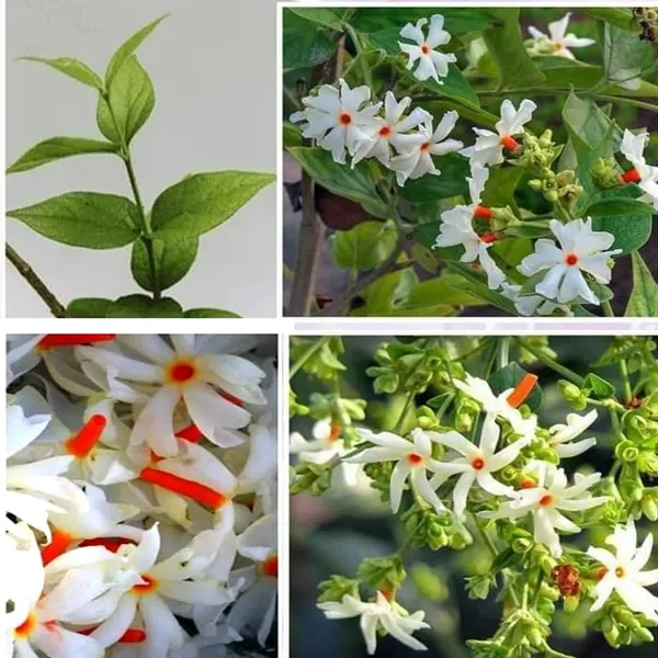 All_Time_Parijat_Flower_Plant