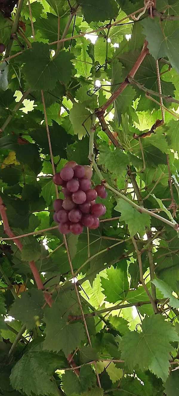 Sarad_Seedless_Grape_Plant_|_Grafted_and_Hybrid_Plant