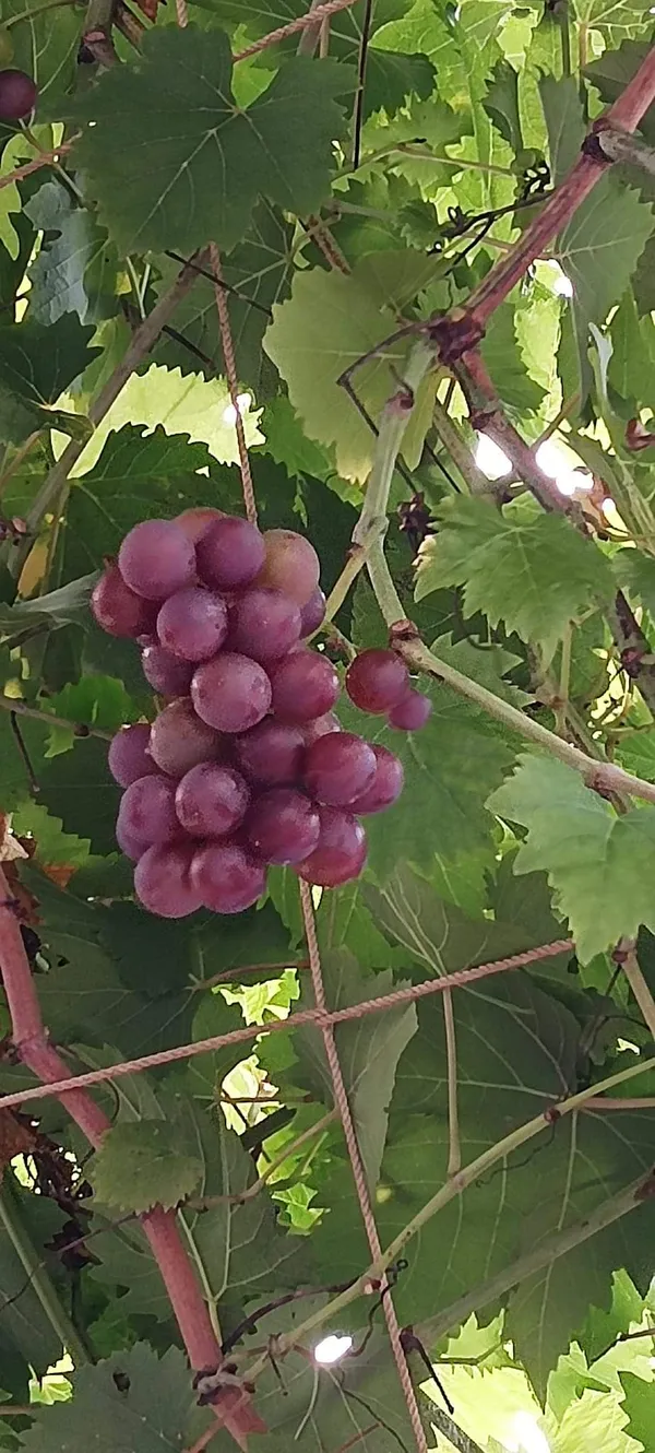 Sarad_Seedless_Grape_Plant_|_Grafted_and_Hybrid_Plant