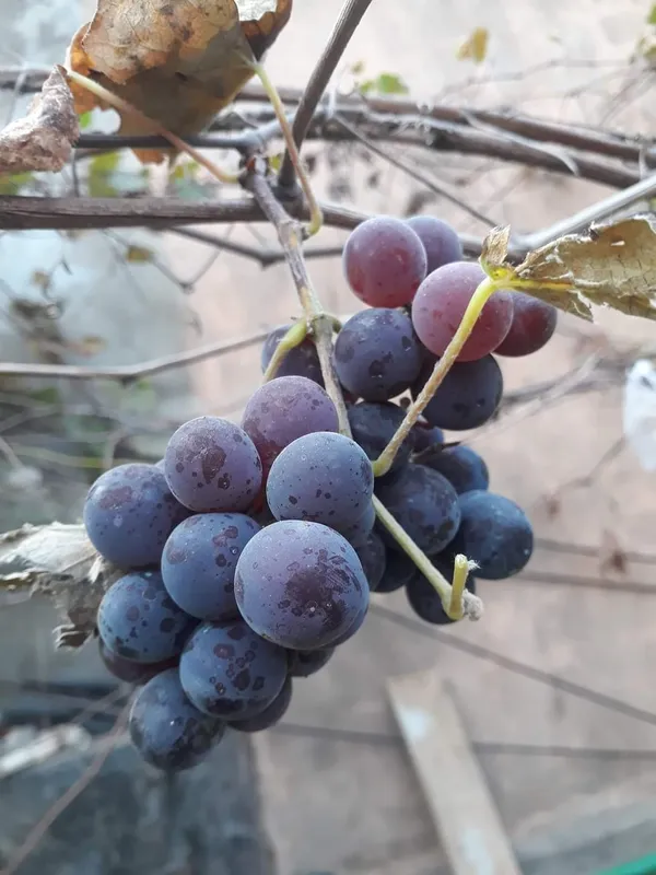 Sarad_Seedless_Grape_Plant_|_Grafted_and_Hybrid_Plant