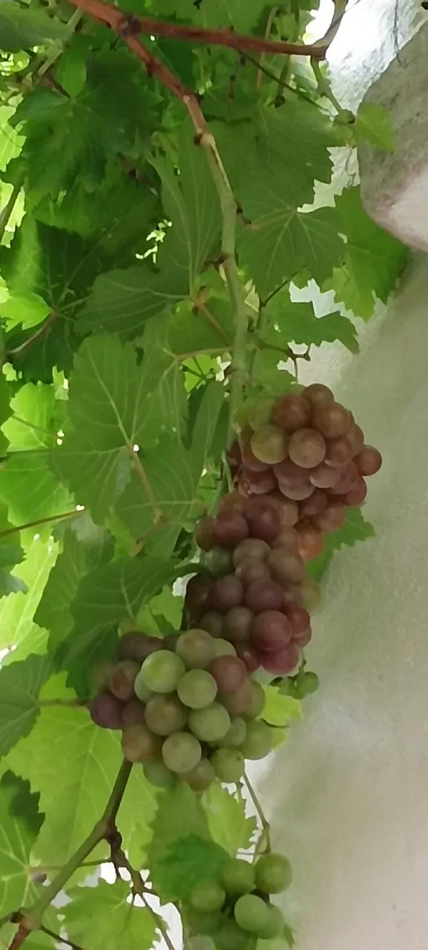 Sarad_Seedless_Grape_Plant_|_Grafted_and_Hybrid_Plant
