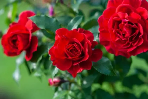 Bush_Rose_Red