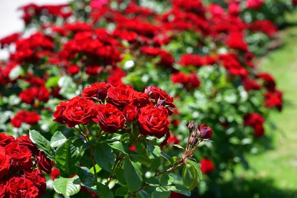 Bush_Rose_Red