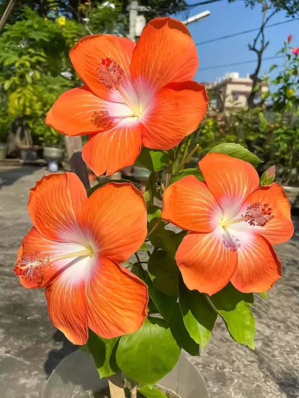 Orange_by_White_Hibiscus