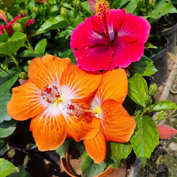 Orange_by_White_Hibiscus
