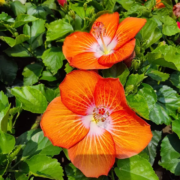 Orange_by_White_Hibiscus