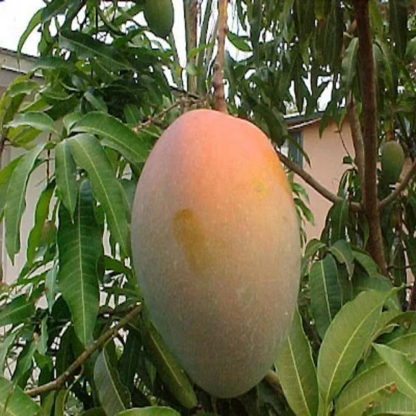 B7_Mango_Plant_|_Grafted_and_Hybrid_Plants