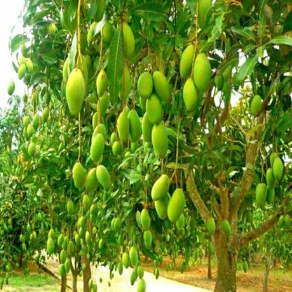 B7_Mango_Plant_|_Grafted_and_Hybrid_Plants