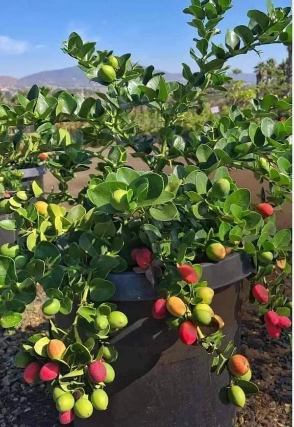 Sweet_Karonda_Plant_|_Grafted_and_Hybrid_Plants