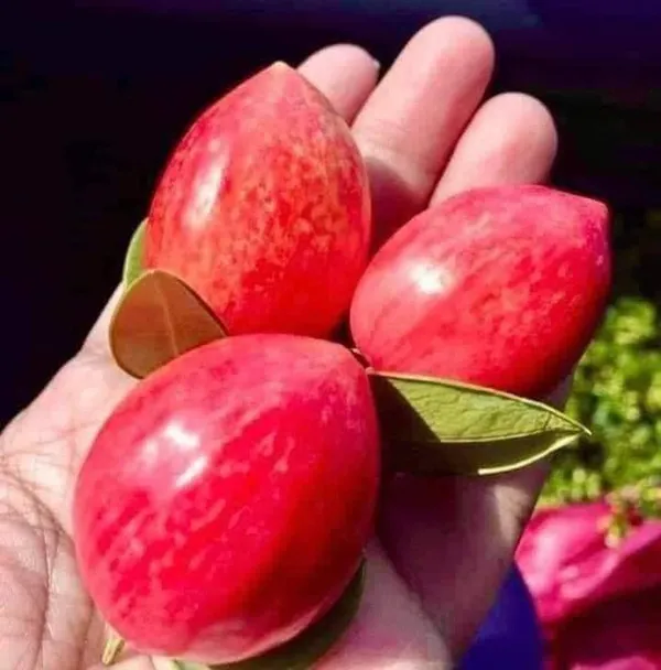 Sweet_Karonda_Plant_|_Grafted_and_Hybrid_Plants