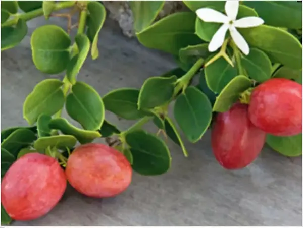 Sweet_Karonda_Plant_|_Grafted_and_Hybrid_Plants