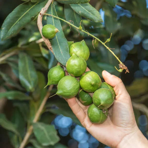 Mecadania_Nuts_Live_plant
