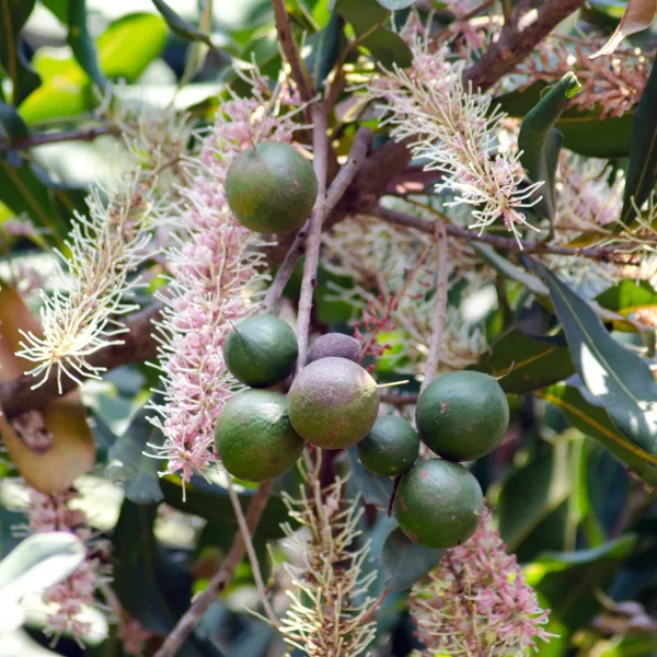 Mecadania_Nuts_Live_plant