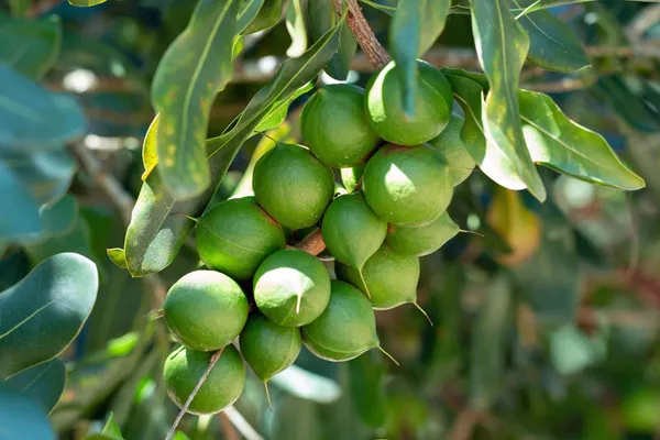 Mecadania_Nuts_Live_plant