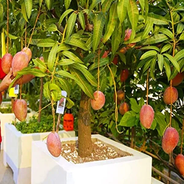 Vastara_Mango_Plant_|_Grafted_and_Hybrid_Plants