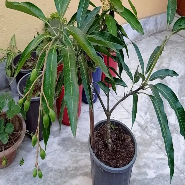 Vastara_Mango_Plant_|_Grafted_and_Hybrid_Plants