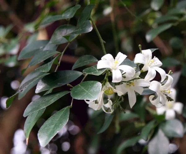 Madhu_kamini_Flower_Plant