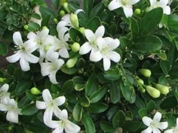 Madhu_kamini_Flower_Plant