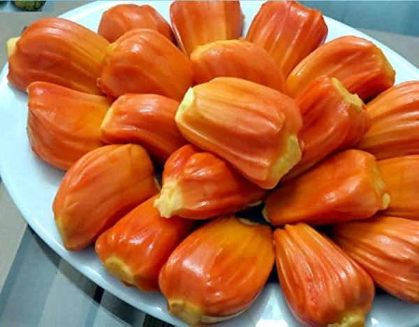 Sidhhu_jackfruit_Plant_|_Grafted_and_Hybrid_Plants