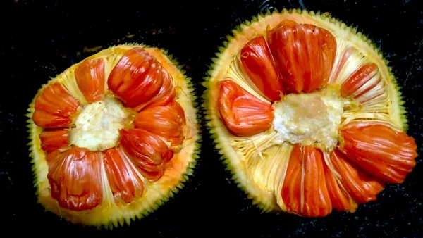 Sidhhu_jackfruit_Plant_|_Grafted_and_Hybrid_Plants