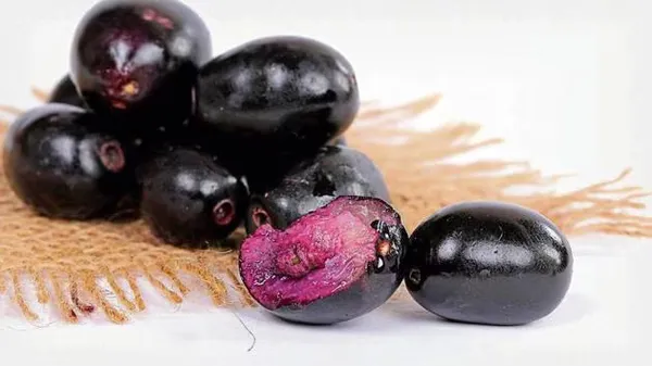 Java_Jamun_Plant