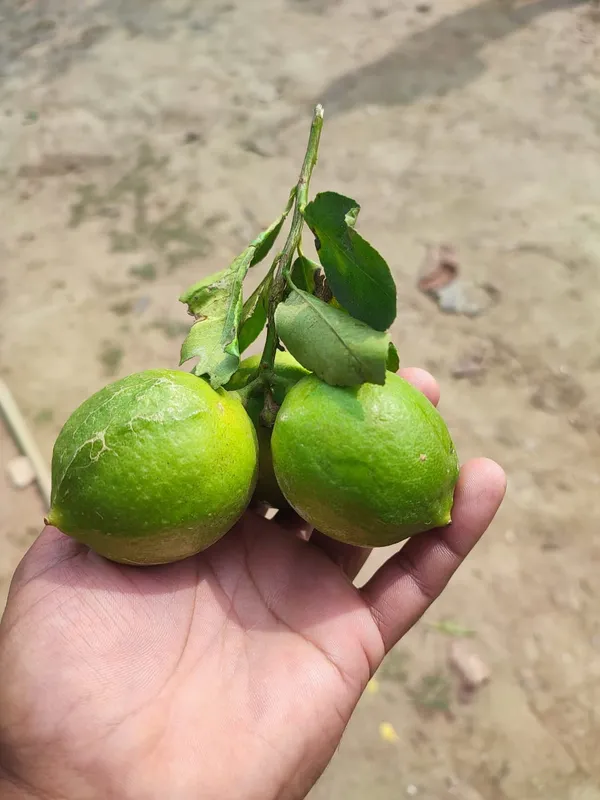 Seedless_Lemon_Plant_|_Grafted_and_Hybrid_Plants