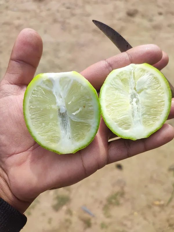 Seedless_Lemon_Plant_|_Grafted_and_Hybrid_Plants
