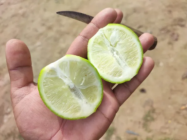 Seedless_Lemon_Plant_|_Grafted_and_Hybrid_Plants