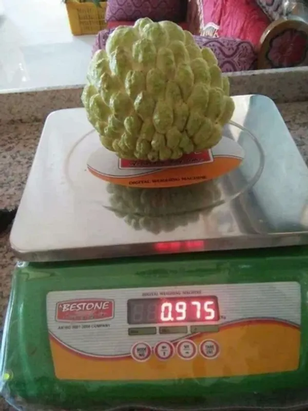 Golden_custard_Apple_|_Grafted_and_Hybrid_Plants