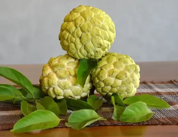 Golden_custard_Apple_|_Grafted_and_Hybrid_Plants